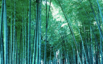 bamboo tree