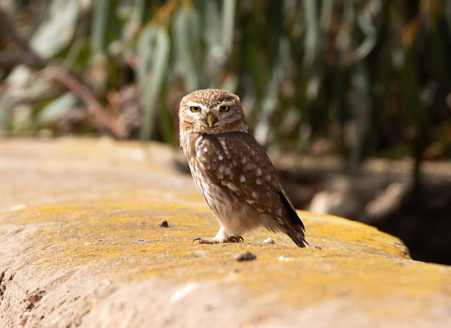Desert Little Owl - Souss Massa, Morocco