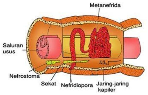 Alat eksresi pada cacing tanah adalah Blog Pak Pandani