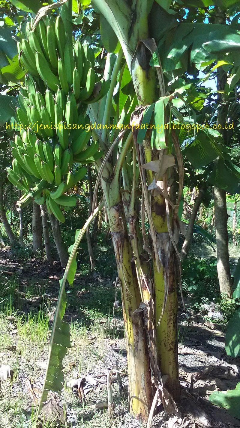 Perbedaan Pisang Raja Nangka Dan Pisang Tanduk Jenis 