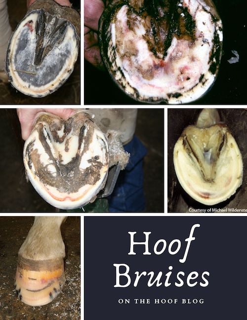 horse hoof bruises