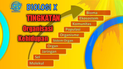 organisasi kehidupan dari tingkat terendah hingga tingkat tertinggi - hierarki kehidupan