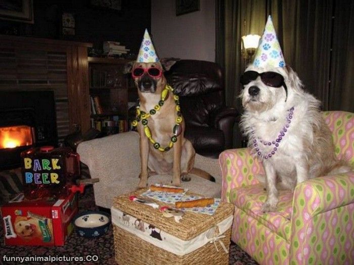 funny animal birthday pictures funny animal birthday pictures funny ...