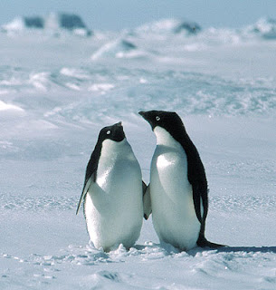 adelie penguin