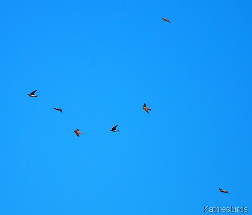 7. flying-kab