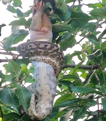 The python нᴀɴԍs itself to swallow the marsupial outside the window of the house