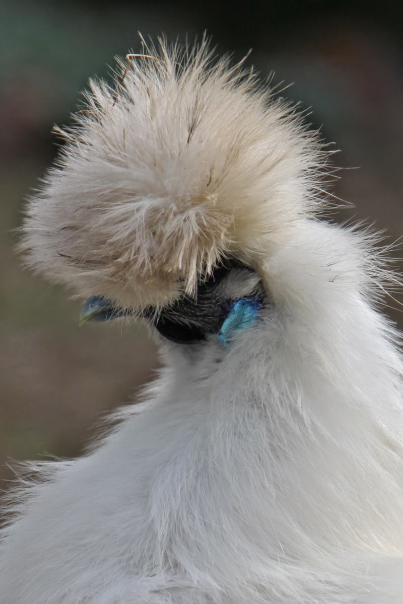 silkie chickens, silkies, fluffy chicken, silkie bantam, black and white chickens, silkie chicken eggs, black silkie chicken, furry chicken, fuzzy chickens, silkie hen, silkie chicken colors, blue silkie chicken, black skin chicken, black silkie, silky fowl, silkie chicken skin, black silkie chicken egg, fluffy black chicken, black silkie hen