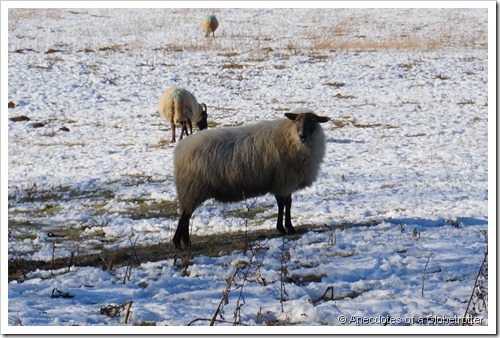 A curious sheep