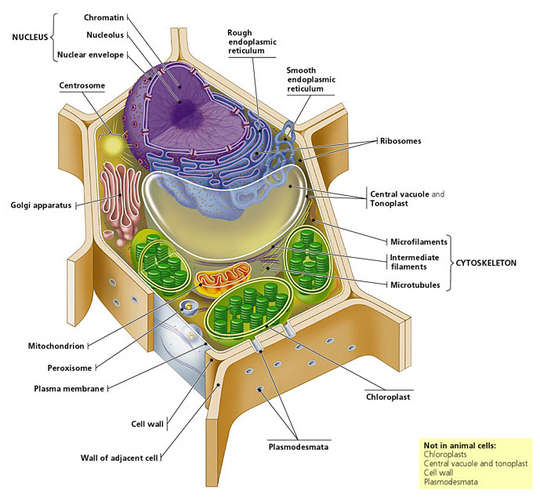 diagram of cell. animal cell diagram and