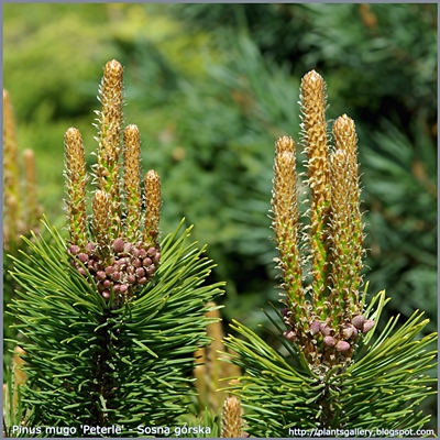 Pinus mugo 'Peterle' - Sosna górska 'Peterle'