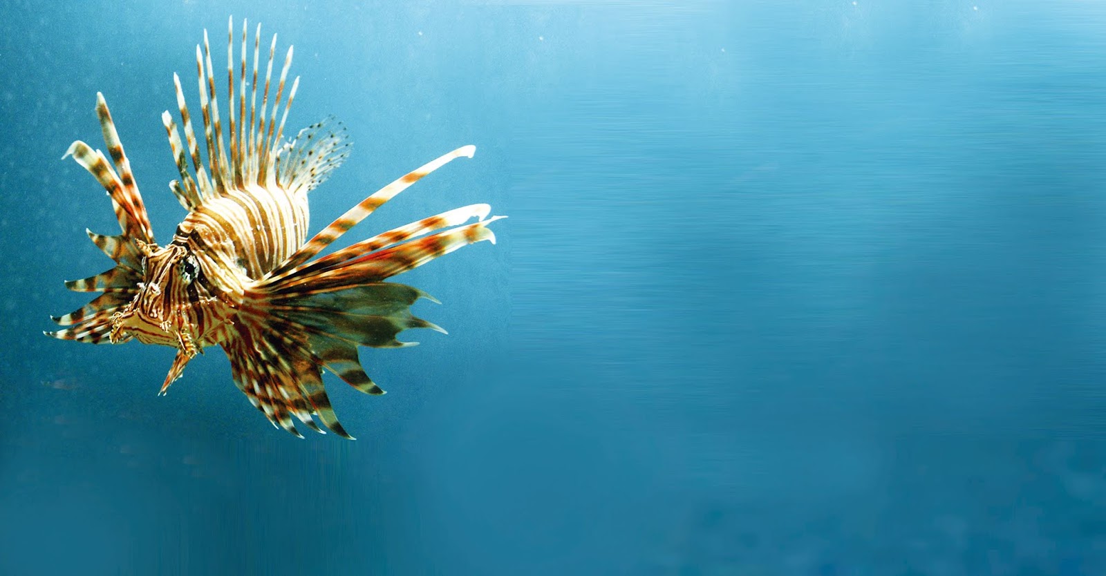 奧秘海洋 魚為何能成為海洋霸主 奇形怪狀的魚鰭變化無窮