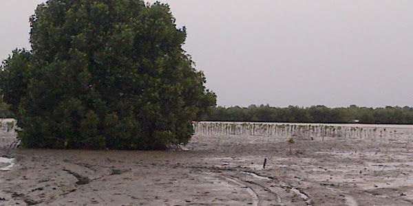 Merayakan Hari Menanam Pohon