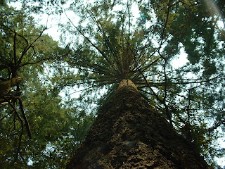 picture looking up a great redwood