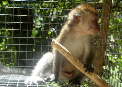 Cebu Zoo Philippine Long-tailed Macaque