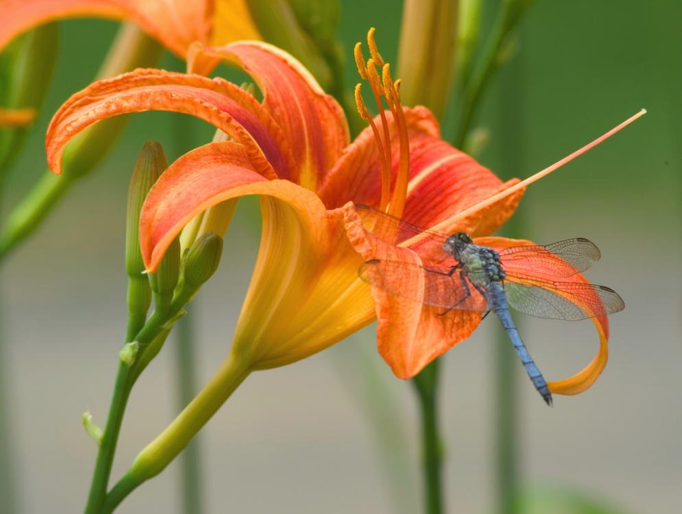 types of flowers names and photos Orange Tiger Lily Flower | 995 x 750