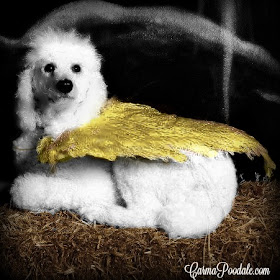 White poodle with gold wings laying on bale of straw, Carma Poodale
