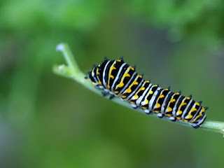 Papillon du cèleri - Papilio polyxenes