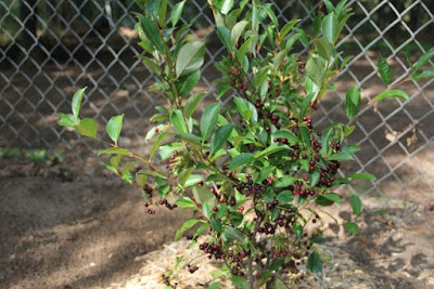 Black Chokeberry (Aronia melanocarpa) the year it was planted 