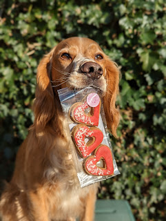 Eko the Golden Cocker Spaniel sitting in front of a wall of ivy holding in his mouth a packet of three heart shaped cookies covered in red icing with cream coloured sprinkles in clear packaging