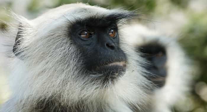 Story of Great Mahakapi,  Storyline online,  Story of Monkeys,