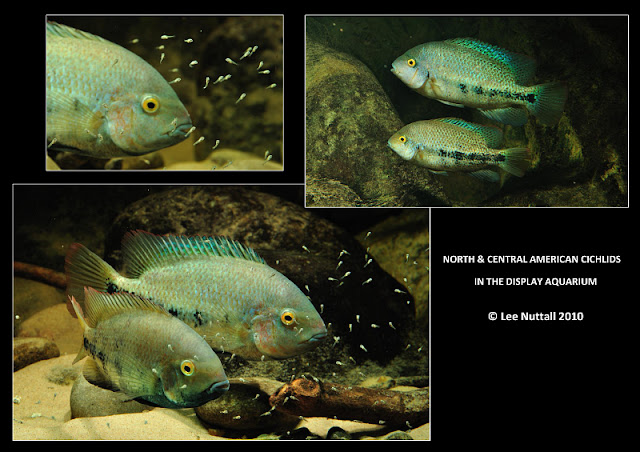 North Amp Central American Cichlids In The Display Aquarium