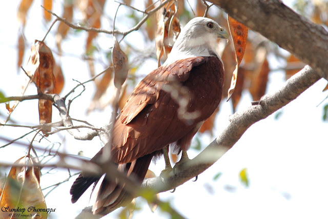 Brahminy Kite