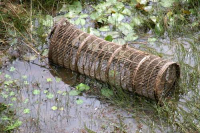 Image of a partially submerged, traditional fish-trap in a moat in Cambodia.