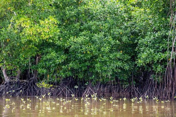 Walter Raleigh menemukan hutan mangrove di Trinidad, Guyana pada tahun 1495. Hutan ini ditemukan di sepanjang estuari berlumpur, dan pada pohon mangrove, terdapat kerang yang menempel pada cabangnya dan akar mangrove. Tidak ada penelitian serius tentang hutan mangrove hingga tahun 1878, ketika seorang biologis terkenal bernama H.H.M. Bowman memberikan perhatian khusus padanya.