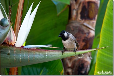 Bulbul del Himalaya sobre Esterlicia gigante