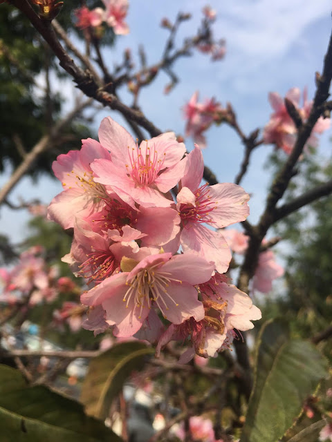 cherry blossom, shanshang, tainan, taiwan