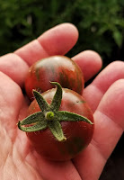 Salad Tomatoes