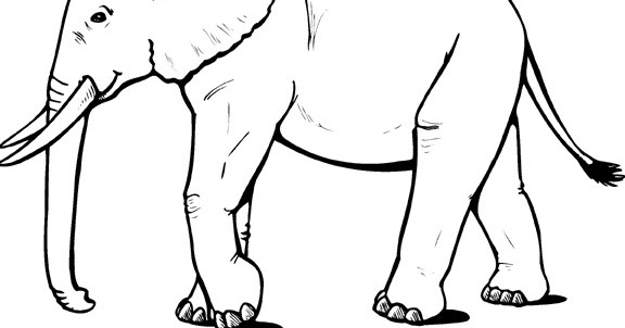  Sketsa  Gambar  Hewan  Gajah Terbaru gambarcoloring