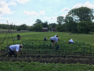 Americhem Employees volunteer and Hale Farm & Village as part of United Way of Summit County's Day of Action. | June 21, 2017