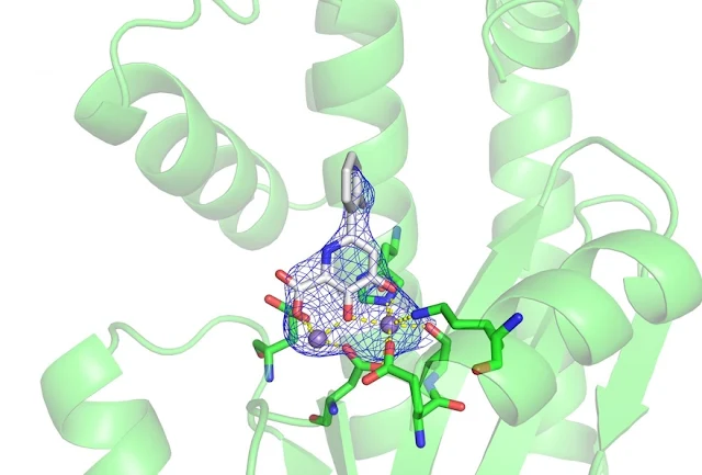 Uma droga antiviral que está sendo desenvolvida na UCSD inibe a replicação do genoma da gripe por ligação a íons de manganês, mostrada aqui em roxo (Crédito: Christine Morrison)