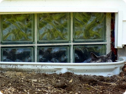 bella in window 