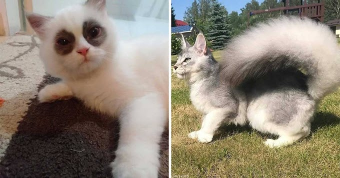 20 gatos que merecen una medalla por su apariencia única