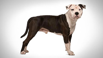 American Staffordshire Terrier Picture