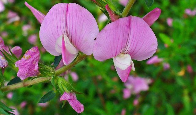 Gatuña y plantas leguminosas