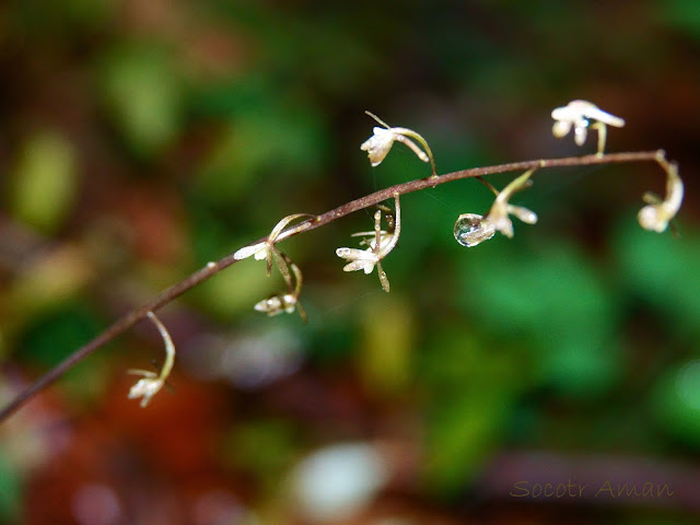 Tipularia japonica