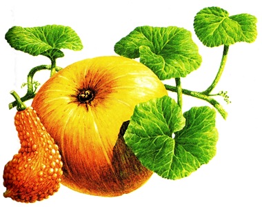Pumpkins & Squashes