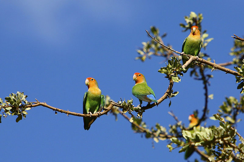  BURUNG  LOVEBIRD KEBIASAAN BURUNG  LOVEBIRD DI HABITAT  ASLINYA