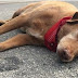 SO SAD: Dog Lies Down at Spot where Its Female Owner Died In Road Accident