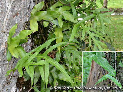 Paku Wanggi (Phymatosorus scolopendria)