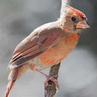 Northern Cardinal Bird