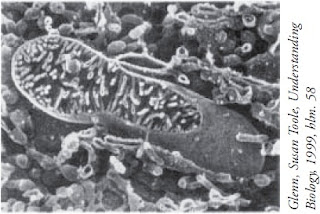 Mitokondria sel