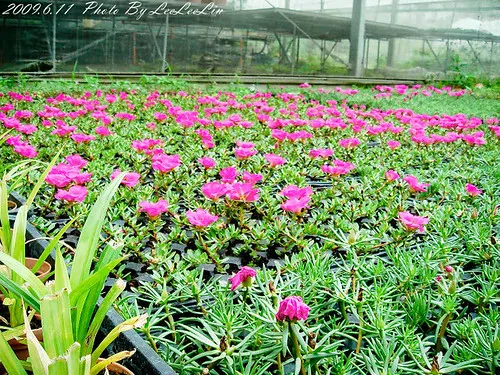 鬱金香花園夢幻城堡｜民宿 有機香草 可愛動物