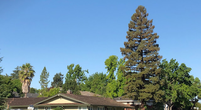 Variety of street trees