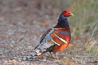 Mrs Hume's Pheasant- State bird of Manipur