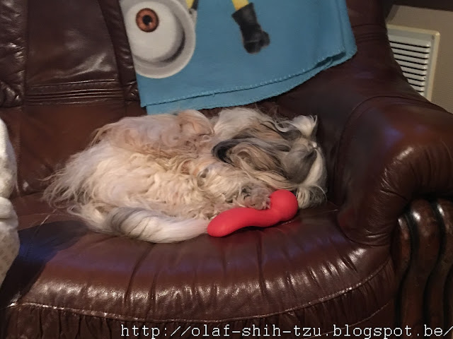 Olaf Shih Tzu