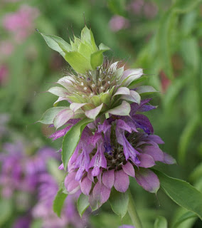 Monarda x hybrida 'Lambada' - Monarde horticole Hybride